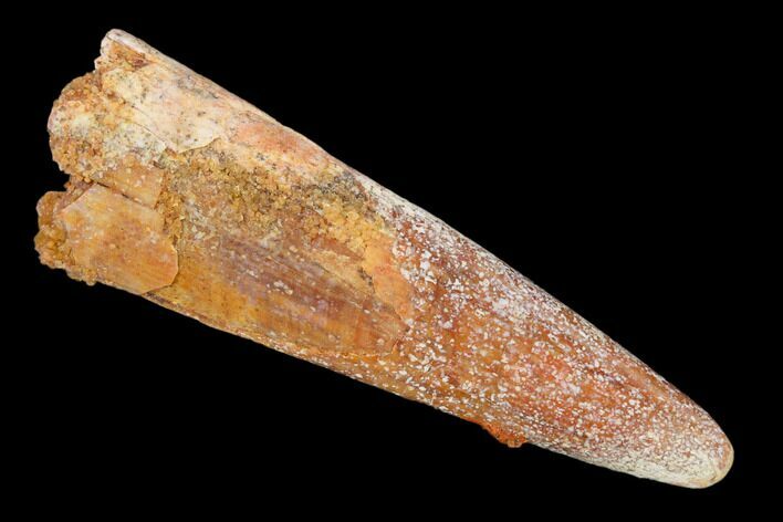 Fossil Pterosaur (Siroccopteryx) Tooth - Morocco #140710
